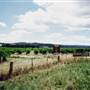 Botobolar Vineyards