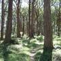 Bowral - Southern Highlands