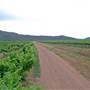 Broke vineyards