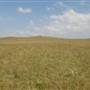 Brooks Point