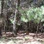 Canobolas State Forest / Recreation Area