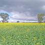 Canola Field