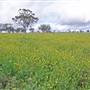Canola Field
