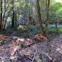 Canyon Park