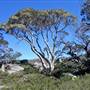 Charlotte Pass