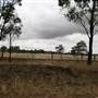 Collingullie