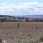 Coolah surrounds