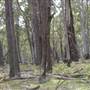 Coolah Tops National Park