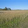 Crops near Ballina