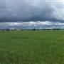 Crops/Farms - Central West