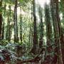 Crystal Shower Falls - Dorrigo National Park