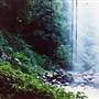 Crystal Shower Falls - Dorrigo National Park