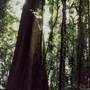 Dorrigo National Park