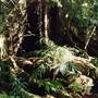 Dorrigo National Park