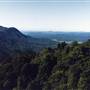 Dorrigo National Park