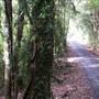 Dorrigo National Park