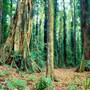 Dorrigo National Park