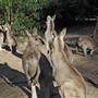 Shoalhaven Zoo