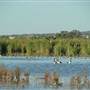 Fivebough Swamp