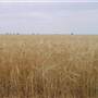 Gilgandra Rural Area