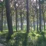 Glenreagh