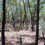 Goobang National Park
