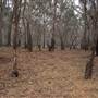 Hay State Forest - Murrumbidgee Valley Regional Park