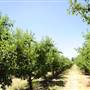Hillside Orchard, Borenore