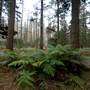 Jenolan State Forest - Ferns