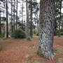 Jenolan State Forest - Ferns