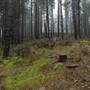 Jenolan State Forest