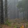 Jenolan State Forest