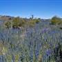 Lake Jindabyne