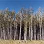 Kempsey State Forests
