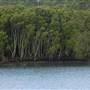 Lane Cove River