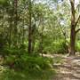 Lane Cove National Park