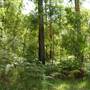 Lane Cove National Park
