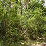 Lane Cove National Park