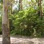 Lane Cove National Park