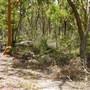 Lane Cove National Park