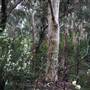 Lane Cove National Park