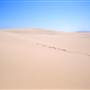 Stockton Dunes - Worimi National Park