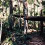 Sugar Creek trail - Wallingat National Park