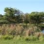 Sydney Park