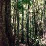 Tallowwood Forest Park - Myall River State Forest
