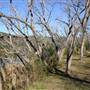 Wisemans Ferry