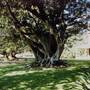 Tocal Historic Homestead