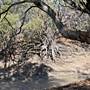 Menindee