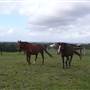 Lomar Park Stud