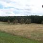 Macquarie Woods - Vittoria State Forest